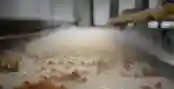 La surgelazione